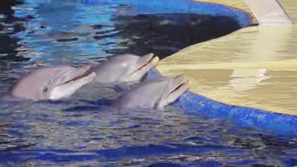 Madrid, Španělsko - 12 prosince 2017: Reprezentace s delfíny v Zoo Aguarium. — Stock video
