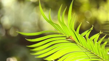Cycas rumphii veya Kraliçe sago palmiye, dioik Açık tohumlular, tür Sikas Cycas anavatanı Endonezya, Yeni Gine ve Christmas Adası cins içinde olduğunu. Palm gibi her ne kadar görünüşte, palmiye değil.