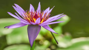 Nymphaea capensis (Cape mavi nilüfer) Nilüfer aile Nilüfergiller suda yaşayan bir çiçekli bitkidir. Afrika yerli, bitki bol bol tatlı su habitatları tropikal bölgelerde büyüyen bulunur.