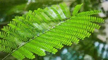 Delonix regia, alev ağacı (royal poinciana, gösterişli) yapraklar, baklagiller, Alt familya Caesalpinioideae fasulye ailesindeki çiçekli bitki türüdür. Eğreltiotu benzeri yaprakları için kaydetti.