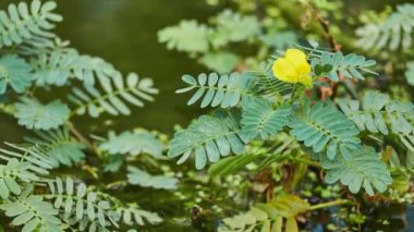 Aeschynomene fluitans çiçekli bitki ailesindeki baklagiller familyasından. Güney Afrika'ya yerli.