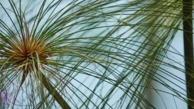 Cyperus papirüs (papirüs saz, kağıt reed, Hint Örtüleme bitki, Nil çim) familyasına ait su Papirüsgiller saz ailesine ait bitki.