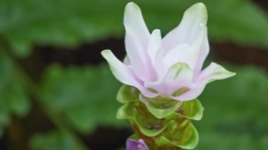 Zerdeçal (Curcuma longa) rhizomatous otsu çok yıllık bitki zencefil ailesinin, Zingiberaceae olduğunu. Anavatanı Hindistan ve Güneydoğu Asya.