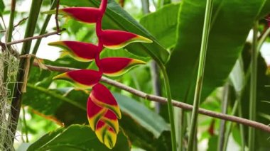 Heliconia rostrata (asılı ıstakoz pençe veya yanlış cennet kuşu) Peru, Bolivya, Kolombiya, Kosta Rika ve Ekvador otsu bir çok yıllık yerel bir. Bolivya'nın ulusal çiçeği olduğunu.