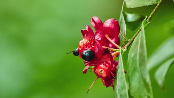 Ochna Serrulata Мелколистная Плоскость Карнавальная Охна Куст Глаз Птиц Растение — стоковое видео