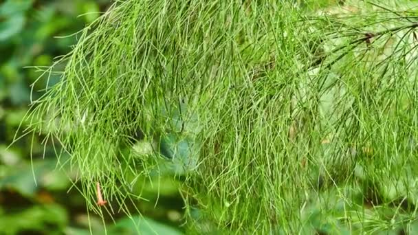 Russelia Equisetiformis Fountainbush Firecracker Fabriek Koraal Plant Koraal Fontein Coralblow — Stockvideo