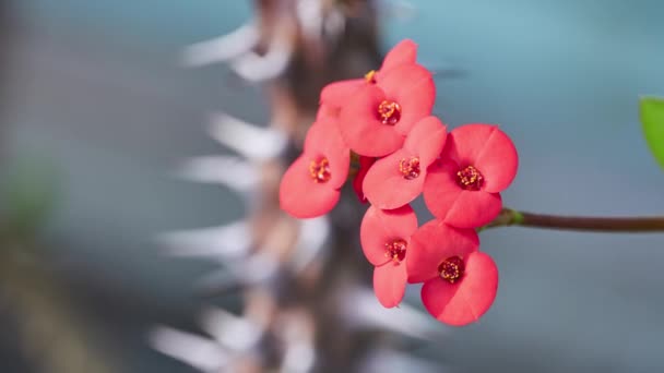 Euphorbia Milii Coroa Espinhos Planta Cristo Espinho Cristo Também Chamado — Vídeo de Stock