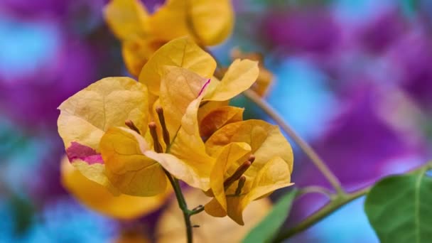 ブーゲンビリア Glabra カリフォルニア金 低いブーゲンビリアや盆栽用 Paperflower — ストック動画