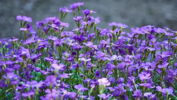 Aubrieta Deltoidea 是芥菜家族开花植物的种类 常见的名称包括 Lilacbush 紫岩水芹和彩虹岩水芹 它原产于东南欧 — 图库视频影像