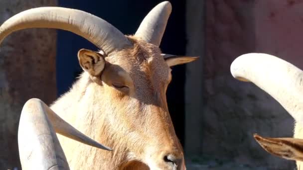 バーバリ羊 タテガミヒツジ Caprid カモシカ 北アフリカのロッキー山脈原産の種であります それは Aoudad ワダン Arui および — ストック動画
