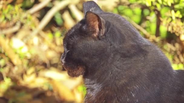 Chat Noir Marche Long Des Feuilles Tombées Dans Parc Ville — Video