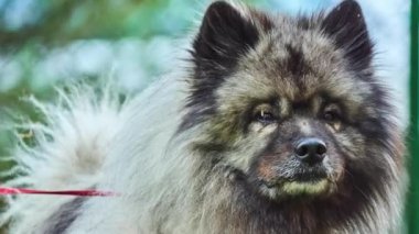 Keeshond köpek gümüş ve siyah kürk ruff ve kıvrılmış kuyruklu peluş, iki katmanlı kat ile orta ölçekli olduğunu. Alman Spitz, Wolfspitz ve Hollandalı mavna köpek isimleri.
