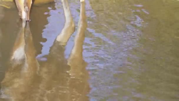 Sitatunga Oder Sumpfbock Tragelaphus Spekii Ist Eine Sumpfantilope Die Ganz — Stockvideo
