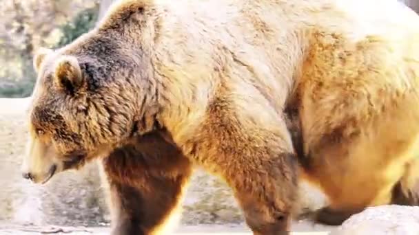 ヒグマ Ursus Arctos は北のユーラシア大陸と北アメリカの多くの間で発見されているクマです — ストック動画