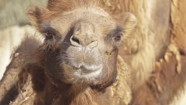 Bactrian Deve Camelus Bactrianus Orta Asya Bozkırlarında Için Büyük Hatta — Stok video