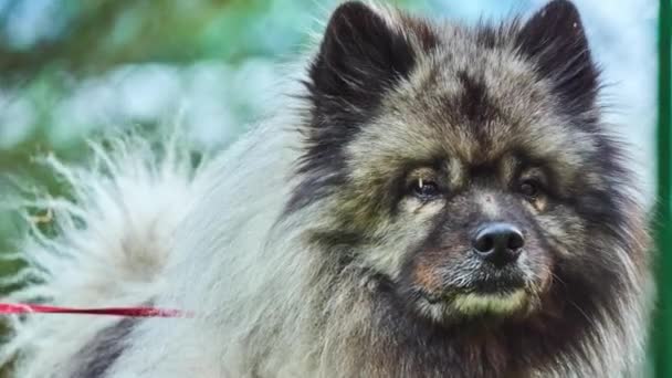 Keeshond 是中型狗与毛绒 双层大衣的银和黑色毛皮与毛和卷曲的尾巴 名字德国斯皮茨 Wolfspitz 并且荷兰驳船狗 — 图库视频影像