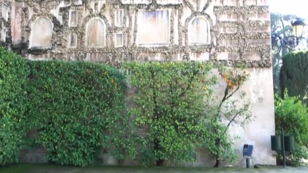 정원입니다 세비야의 왕궁은 세비야 안달루시아 스페인 회교도 임금에 개발에 — 비디오