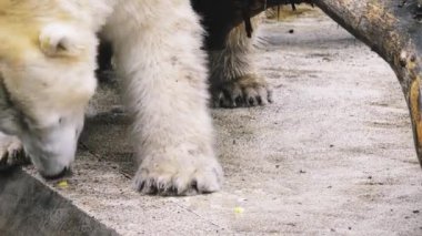 Varşova, Polonya - 2 2017 Decamber: kutup ayısı (Ursus maritimus) Varşova Hayvanat Bahçesi.