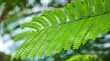 Delonix regia, alev ağacı (royal poinciana, gösterişli) yapraklar, baklagiller, Alt familya Caesalpinioideae fasulye ailesindeki çiçekli bitki türüdür. Eğreltiotu benzeri yaprakları için kaydetti.