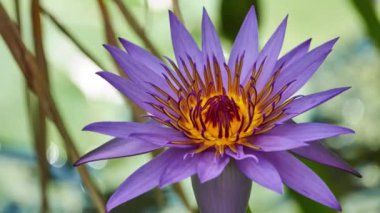 Nymphaea capensis (Cape mavi nilüfer) Nilüfer aile Nilüfergiller suda yaşayan bir çiçekli bitkidir. Afrika yerli, bitki bol bol tatlı su habitatları tropikal bölgelerde büyüyen bulunur.