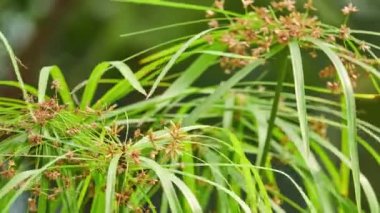Cyperus alternifolius, şemsiye papirüs, saz ya da avuç içi, ot gibi bitki çok büyük Cyperus Papirüsgiller saz ailesinin cinsidir. Madagaskar, Batı Hint Okyanusu Adaları yerli bitkidir