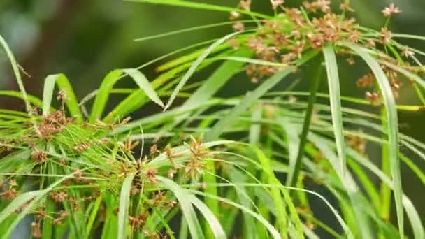 香风车 伞草纸 芦苇或棕榈 是草类植物在非常大属香的芦苇家族 莎草科 植物原产于马达加斯加 西印度洋群岛之一 — 图库视频影像