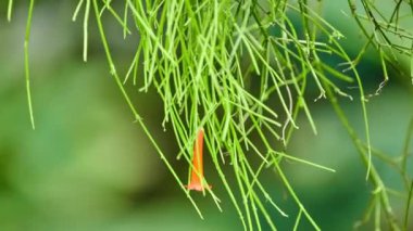 Bitki Russelia equisetiformis, fountainbush, fişek fabrikası, mercan bitki, mercan Çeşme, coralblow ve Çeşme, subshrub Plantaginaceae aile içinde ağlıyor. Meksika ve Guatemala için yerel