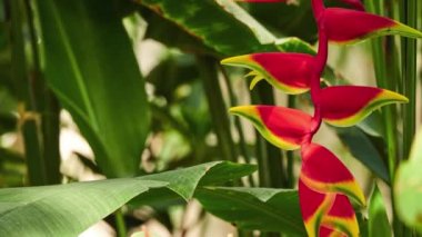Heliconia rostrata (asılı ıstakoz pençe veya yanlış cennet kuşu) Peru, Bolivya, Kolombiya, Kosta Rika ve Ekvador otsu bir çok yıllık yerel bir. Bolivya'nın ulusal çiçeği olduğunu.