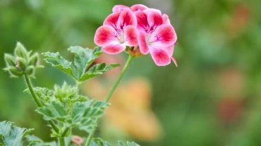 Itır capitatum birkaç tür (Sardunya graveolens dahil) rose Sardunya veya gül kokulu Sardunya İngilizce olarak bilinen biridir. Bazı kusmalva (kıyı Sardunya bilinen).