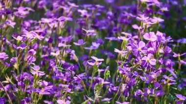Aubrieta deltoidea hardal ailesinden bitki türüdür. Ortak adları lilacbush, mor rock tere ve gökkuşağı rock cress içerir. Güneydoğu Avrupa için yerel.