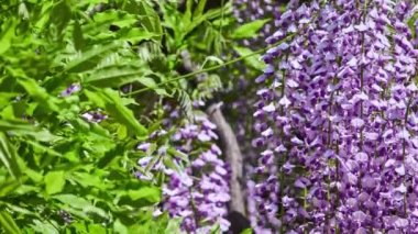 Wisteria sinensis (Çin wisteria) odunsu, yaprak döken, çok yıllık cins Wisteria, Çin'e yerel Guangxi, Guizhou, Hebei, Henan, Hubei, Shaanxi, ve Yunnan illerde sarmaşık tırmanma.