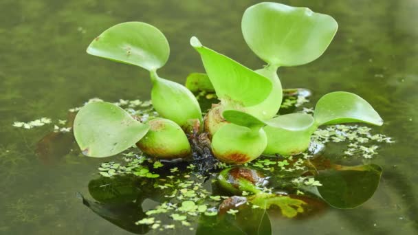 凤眼凤眼 共同的水葫芦 是原产于亚马逊盆地的水生植物 往往是一个高度成问题的侵入物种以外的本土范围 — 图库视频影像
