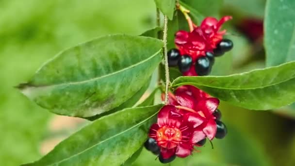 Ochna serrulata (plano de hojas pequeñas, ocna de carnaval, arbusto ocular de aves, planta de ratón Mickey) es una planta ornamental de jardín de la familia Ochnaceae que es originaria de Sudáfrica. . — Vídeos de Stock