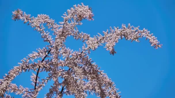 Tamarix tetrandra ist eine blühende Pflanze aus der Familie der Tamaricaceae, die in Südosteuropa, der Türkei, Bulgarien und der Krim beheimatet ist. Trauben blassrosa Blüten werden im späten Frühling produziert. — Stockvideo
