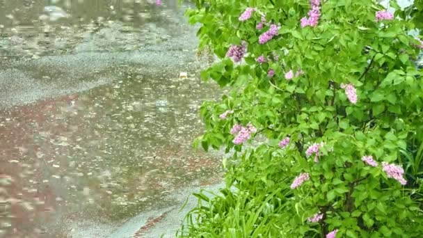 Lilás sob riachos de chuva no parque da cidade da primavera . — Vídeo de Stock