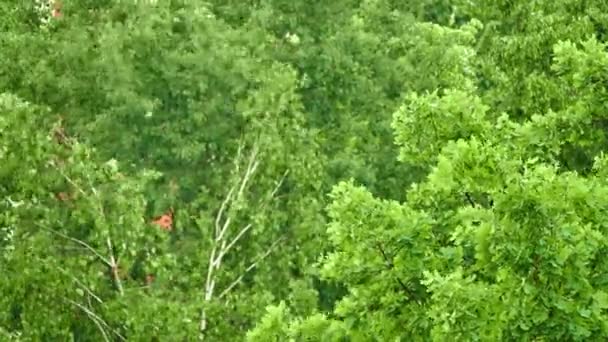 Topo de carvalho sob córregos de chuva no parque da cidade de primavera . — Vídeo de Stock