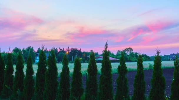 Trunks thuja no enredo perto do pôr do sol . — Vídeo de Stock