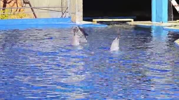 MADRID, SPAIN - DECEMBER 12 2017: Representation with dolphins in Zoo Aguarium. — Stock Video