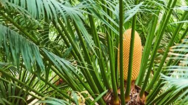 Familyasına ait Güney Hindistan'dan sadece vahşi doğada bilinen Sikas Cycas circinalis, Kraliçe sago,.