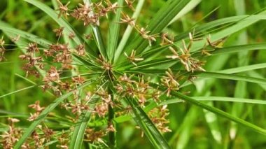 Cyperus alternifolius, şemsiye papirüs, saz ya da avuç içi, ot gibi bitki çok büyük Cyperus Papirüsgiller saz ailesinin cinsidir. Madagaskar, Batı Hint Okyanusu Adaları yerli bitkidir