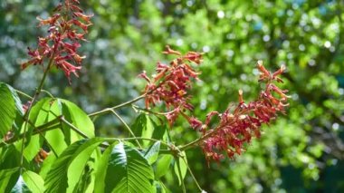 Aesculus pavia, kırmızı buckeye veya havai fişek fabrikası, olarak bilinen yaprak döken çiçekli bitki türüdür. Scarlet buckeye, yünlü buckeye ve havai fişek bitki gibi yerel isimleri vardır.