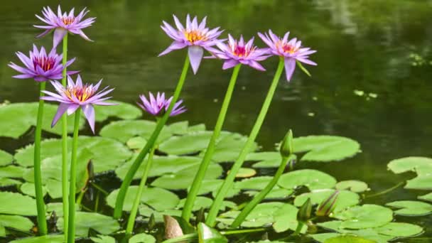 Nymphaea Capensis Cape Niebieski Lotos Jest Kwitnienia Rośliny Wodne Lilii — Wideo stockowe