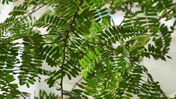 Leafs Delonix Regia Drzewo Płomień Royal Poinciana Ekstrawagancki Gatunek Rośliny — Wideo stockowe
