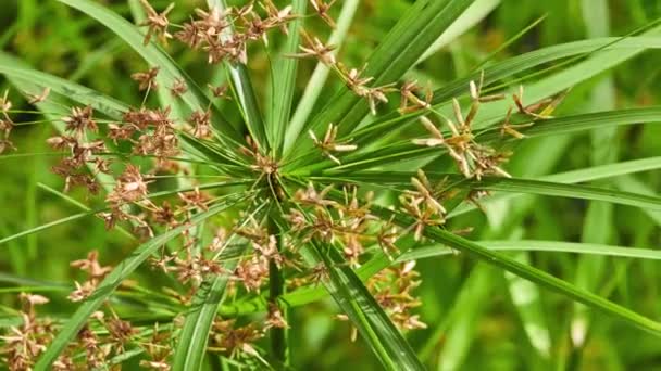 Cyperus Alternifolius Schirmpapyrus Schildkröte Oder Palme Ist Eine Grasartige Pflanze — Stockvideo