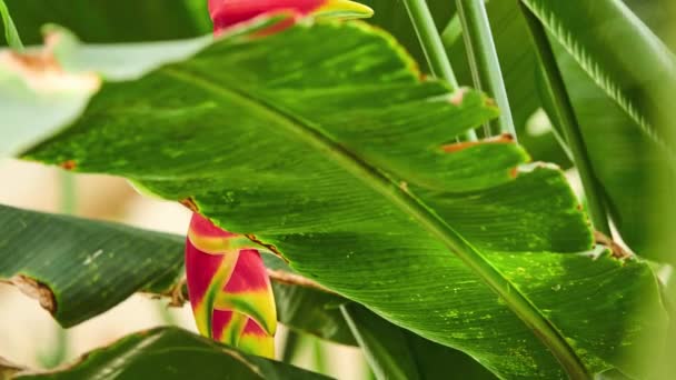 Heliconia Rostrata Висящая Клешня Омара Ложная Райская Птица Многолетняя Травянистая — стоковое видео