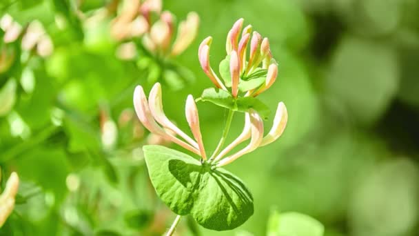 Lonicera Caprifolium Uma Espécie Angiospérmica Gênero Lonicera Família Caprifoliaceae Pertencente — Vídeo de Stock