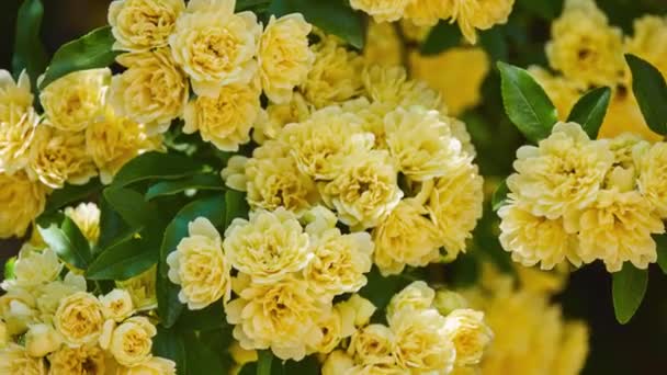 Rosa Banksiae Lady Banks Rose Just Banks Rose Species Flowering — Stock Video