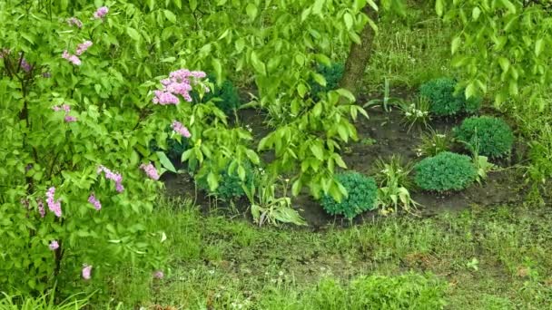 Lilás Sob Riachos Chuva Parque Cidade Primavera — Vídeo de Stock