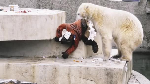 WARSAW, POLONIA - DECAMBER 2 2017: oso polar (Ursus maritimus) en el Jardín Zoológico de Varsovia . — Vídeos de Stock