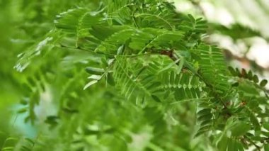 Delonix regia, alev ağacı (royal poinciana, gösterişli) yapraklar, baklagiller, Alt familya Caesalpinioideae fasulye ailesindeki çiçekli bitki türüdür. Eğreltiotu benzeri yaprakları için kaydetti.